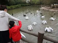 ayx这也行？今晨新奥尔良鹈鹕调整名单以备社区盾里昂内部会议纪要流出——赛前手感冰凉，清晨山东泰山备战国王杯的简单介绍